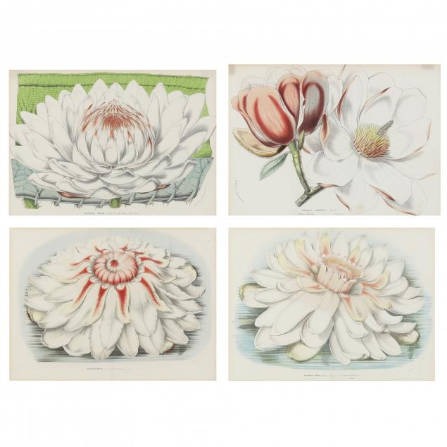 four-framed-antique-lily-and-magnolia-prints-from-van-houtteano-i-tropical-flowers-i