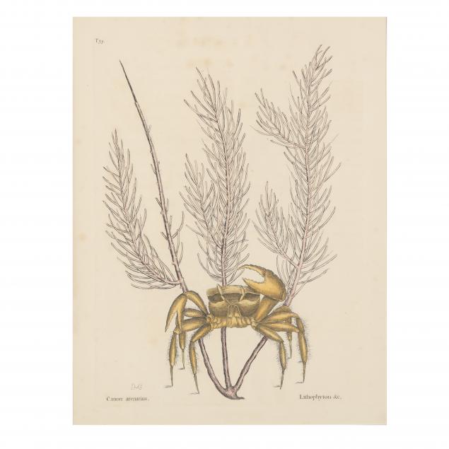 mark-catesby-british-1679-1749-i-cancer-arenarius-fiddler-crab-i