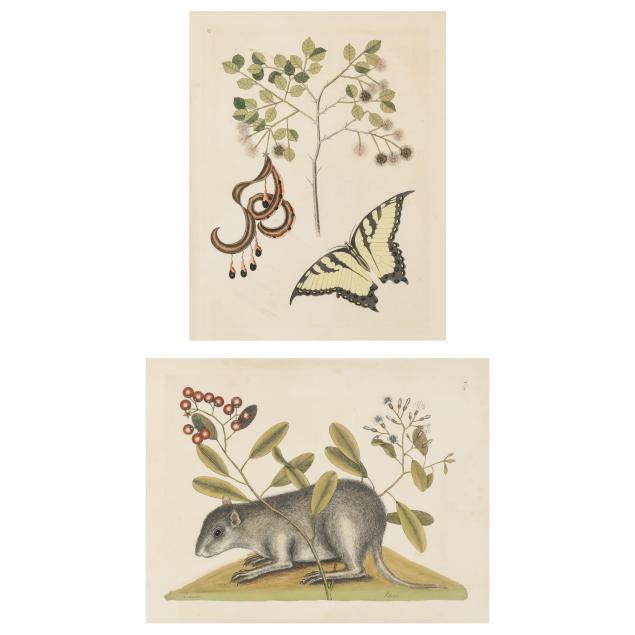 mark-catesby-british-1679-1749-two-prints-from-i-the-natural-history-of-carolina-florida-and-the-bahama-islands-1731-1743-i