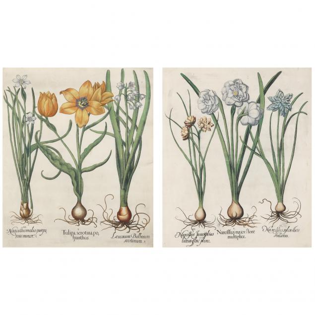 basilius-besler-german-1561-1629-two-botanical-illustrations-from-i-hortus-eystettensis-i