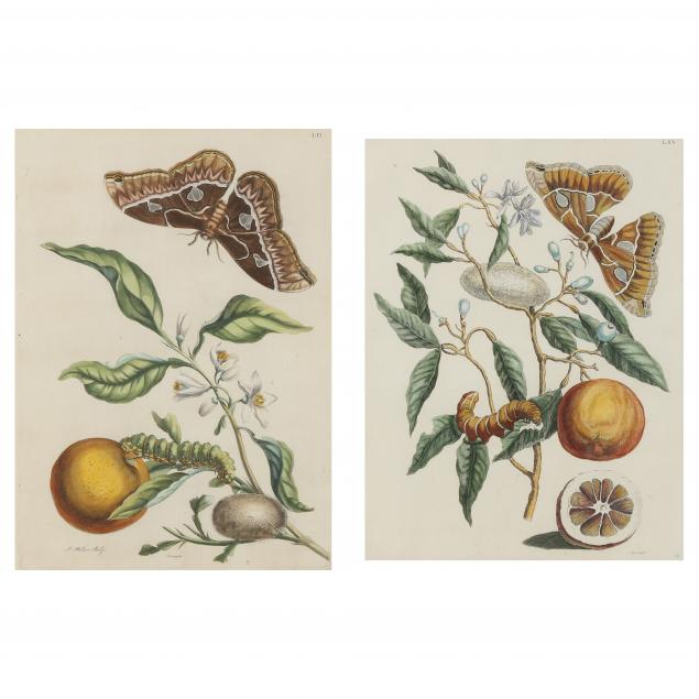 ana-maria-sybilla-merian-german-1647-1717-two-antique-butterfly-and-orange-engravings-from-i-insects-of-surinam-i