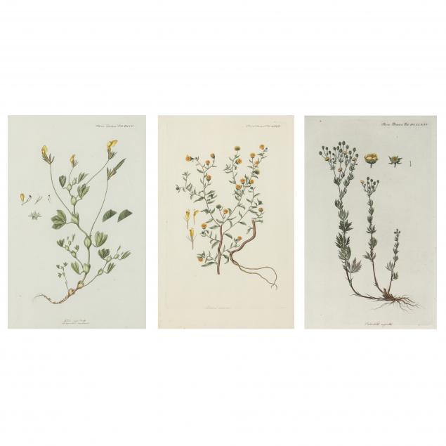 three-antique-i-flora-danica-i-engravings