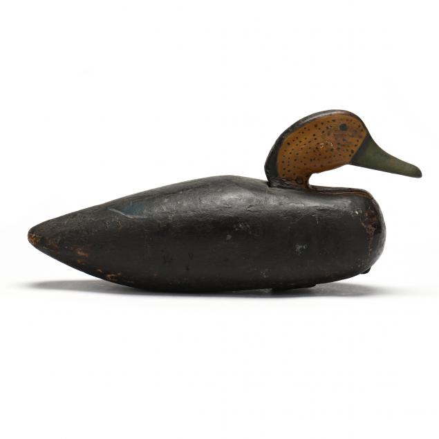 hog-island-black-duck