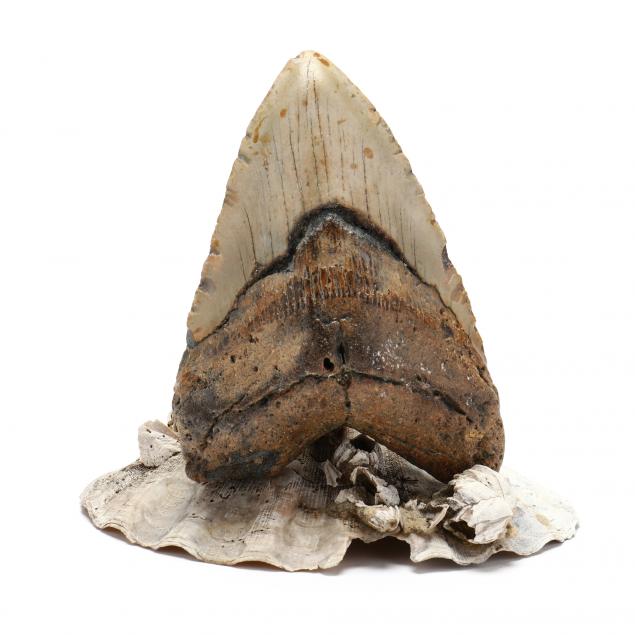 desirable-and-massive-six-inch-north-carolina-megalodon-tooth