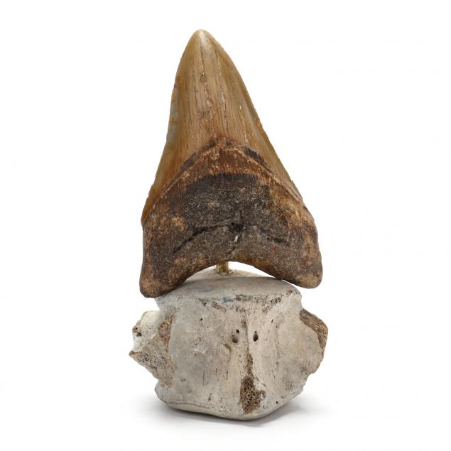 well-preserved-north-carolina-megalodon-tooth