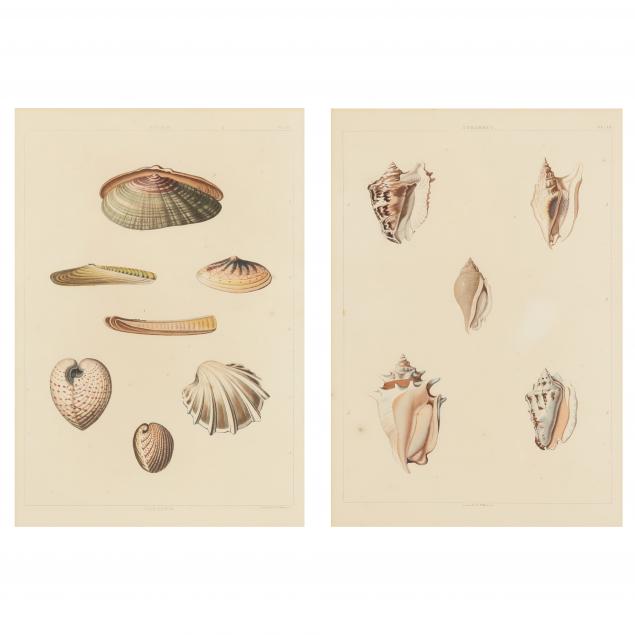 two-antique-prints-from-george-perry-s-i-conchology-or-the-natural-history-of-shells-i