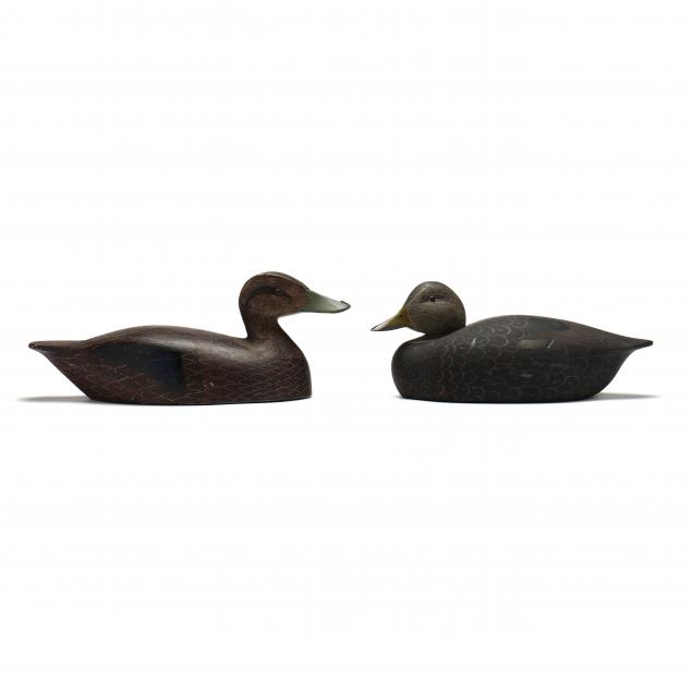 pair-of-black-ducks