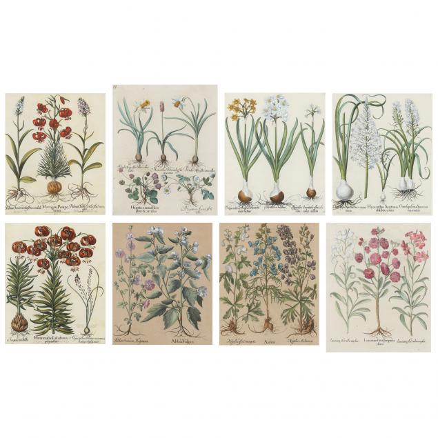 basilius-besler-german-1561-1629-eight-botanical-illustrations-from-i-hortus-eystettensis-i