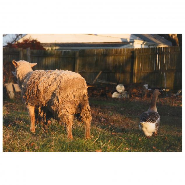 kent-corley-nc-untitled-sheep-and-duck