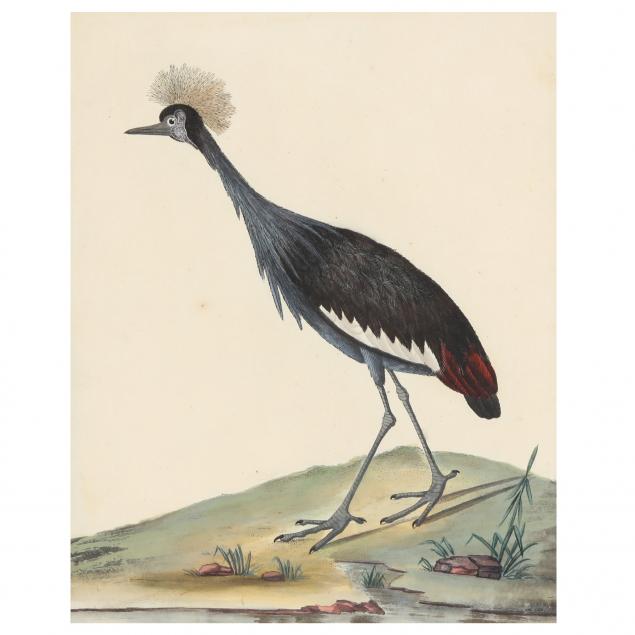 antique-engraving-of-a-crowned-african-crane-from-william-hayes-s-i-portraits-of-rare-and-curious-birds-i