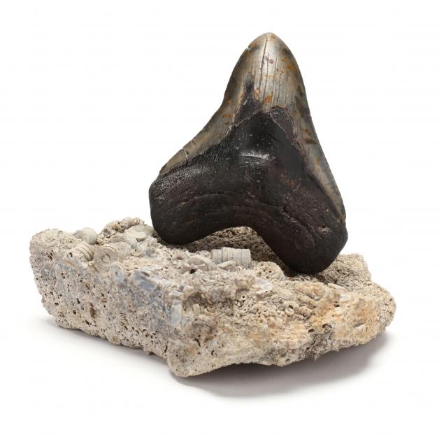 large-north-carolina-megalodon-tooth-5-7-16-in