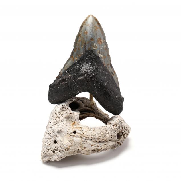 large-north-carolina-megalodon-tooth-5-7-8-in