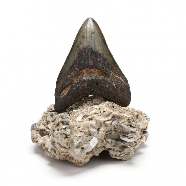 large-north-carolina-megalodon-tooth-4-1-2-in