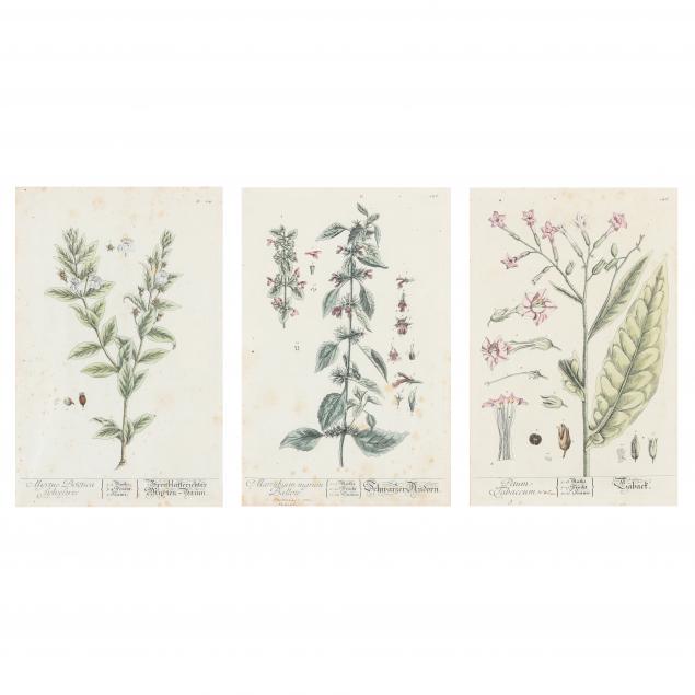elizabeth-blackwell-scottish-1707-1758-three-antique-botanical-engravings