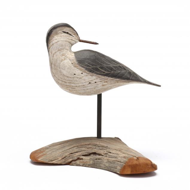 roe-duck-man-terry-va-preening-peep-shorebird