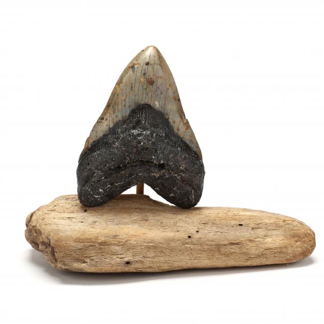 large-north-carolina-megalodon-tooth-5-3-4-in