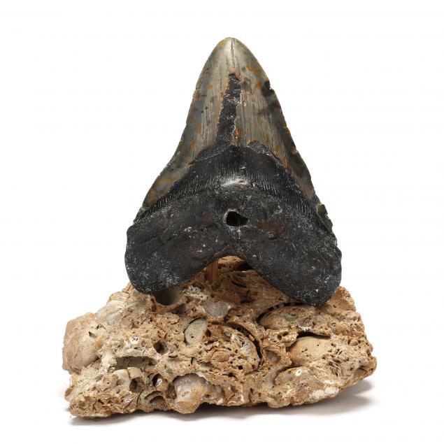 large-north-carolina-megalodon-tooth-5-3-4-in