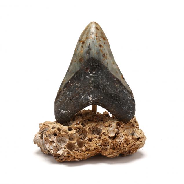 large-north-carolina-megalodon-tooth-5-1-8-in