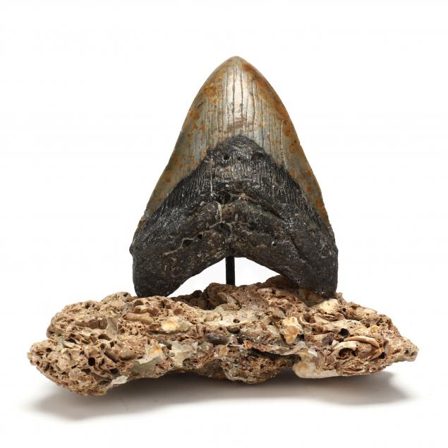 large-north-carolina-megalodon-tooth-5-3-4-in