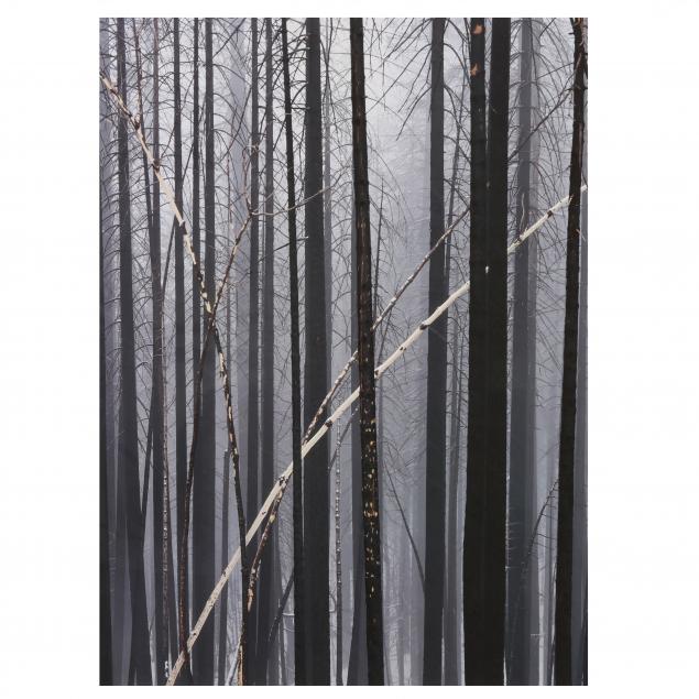 david-ashcroft-20th-21st-century-winter-forest