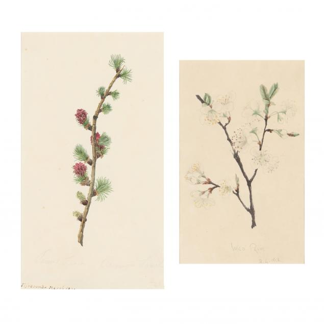 two-antique-english-school-botanical-watercolors