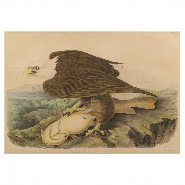 after-john-james-audubon-american-1785-1851-i-white-headed-eagle-i-bien-edition