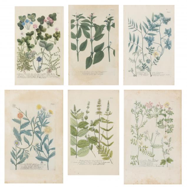 six-18th-century-floral-engravings-from-johann-weinmann-s-i-phytanthoza-iconographia-i