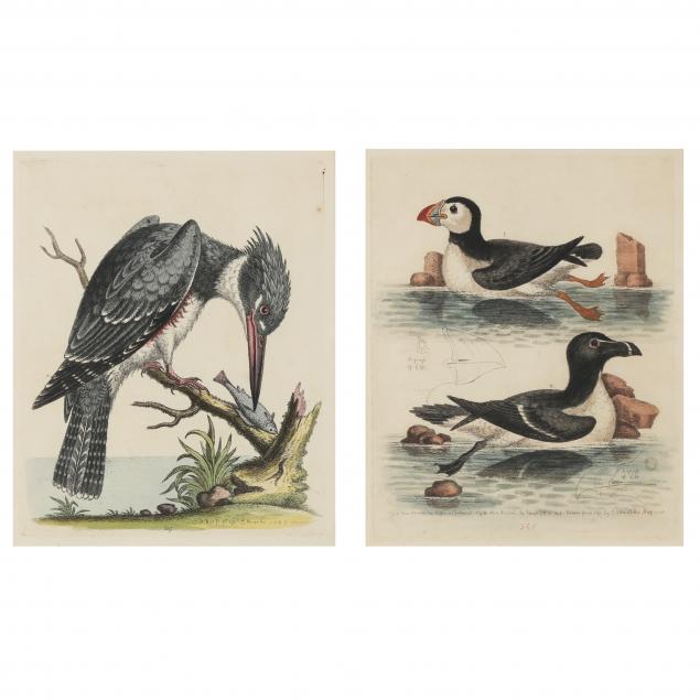 george-edwards-british-1694-1773-two-water-bird-engravings
