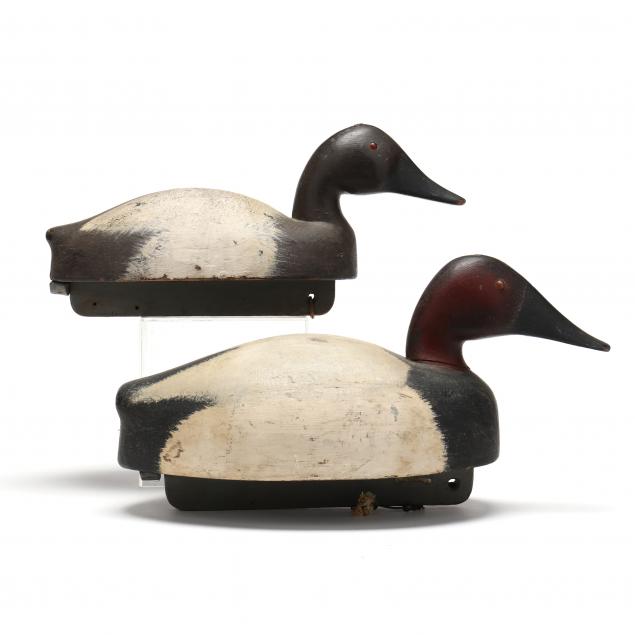 pair-of-swimming-michigan-canvasbacks