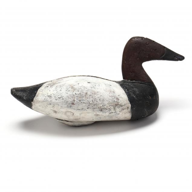 maryland-canvasback