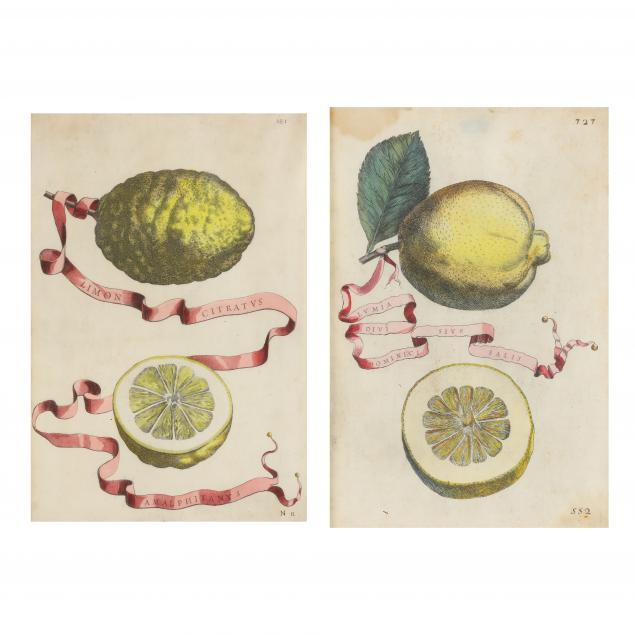 giovanni-battista-ferrari-italian-1584-1655-two-antique-citrus-engravings