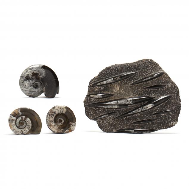 four-moroccan-fossils