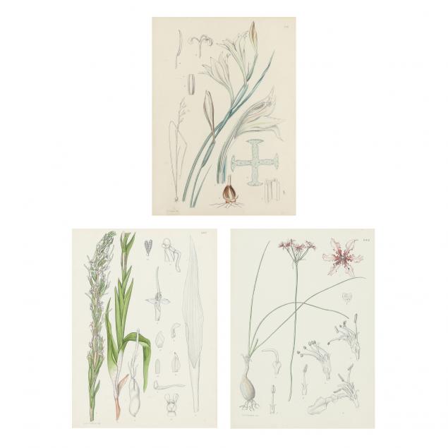 three-antique-botanical-engravings