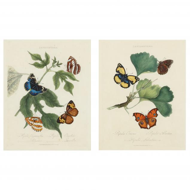 two-butterfly-engravings-from-edward-donovan-s-i-an-epitome-of-the-natural-history-of-the-insects-of-china-i
