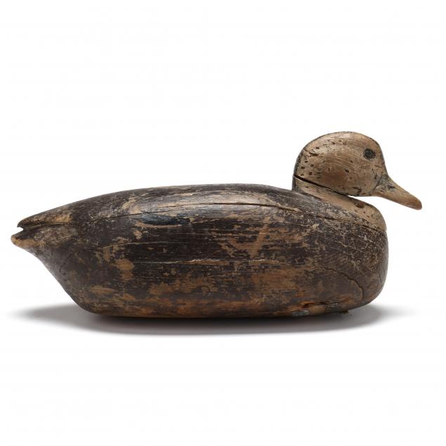 early-cobb-island-black-duck