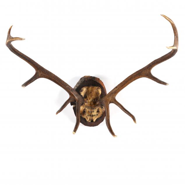 antique-elk-mount