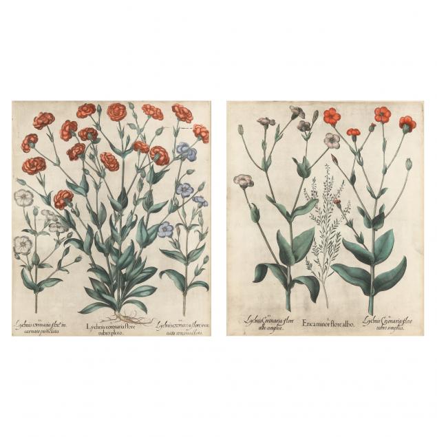 basilius-besler-german-1561-1629-two-botanical-illustrations-from-i-hortus-eystettensis-i