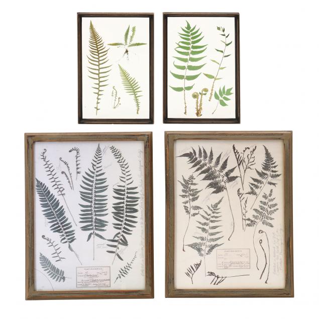 four-framed-botanical-fern-works