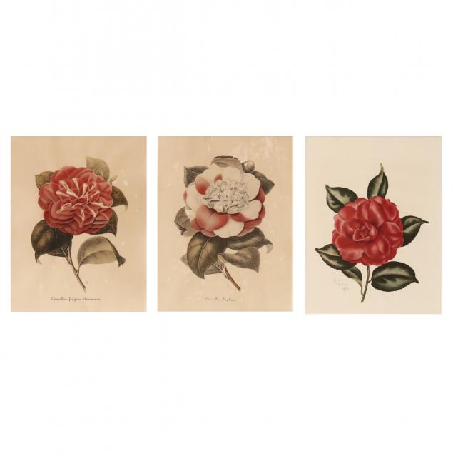 three-antique-and-vintage-framed-prints-of-camellias