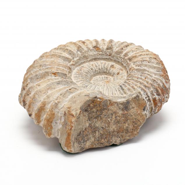 prehistoric-ammonite-fossil-shell