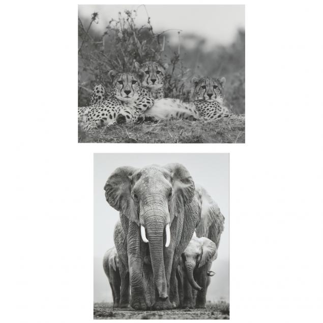 tom-bossard-sc-i-cheetahs-i-i-elephants-i-two-large-photographs