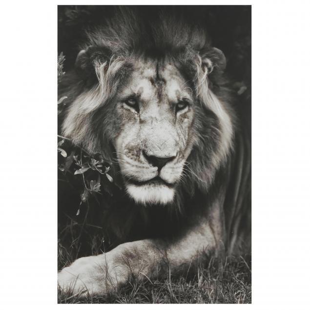 tom-bossard-sc-portrait-of-a-lion