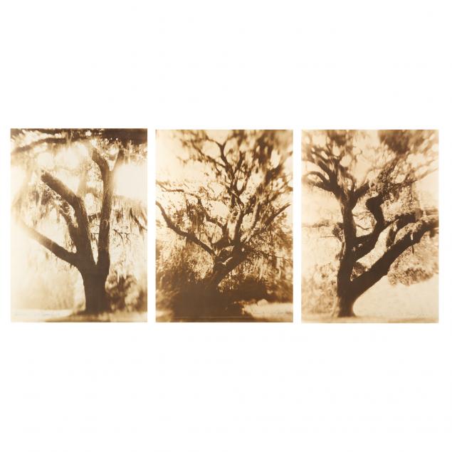 thomas-hager-american-b-1965-i-vanishing-oak-series-i-three-photographs
