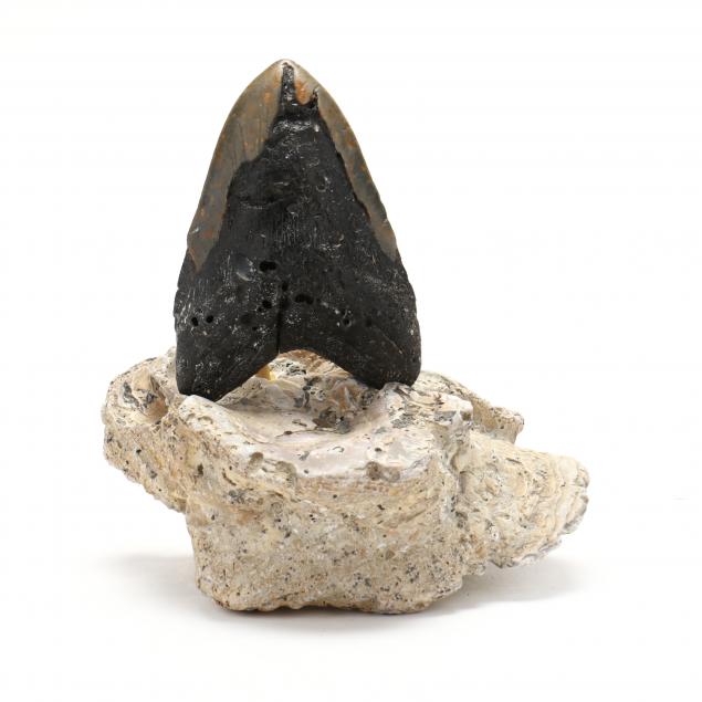 large-north-carolina-megalodon-tooth-6-in