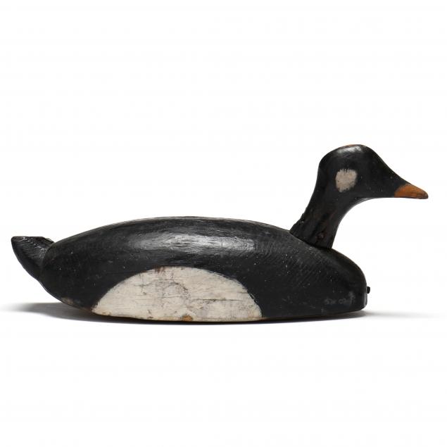 early-maine-root-head-eider