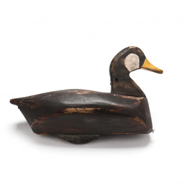 early-currituck-black-duck