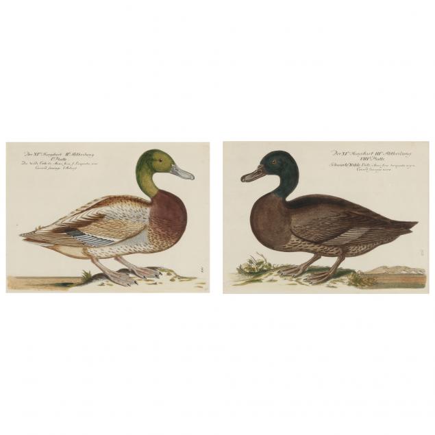 after-johann-leonhard-frisch-german-1666-1743-two-duck-prints