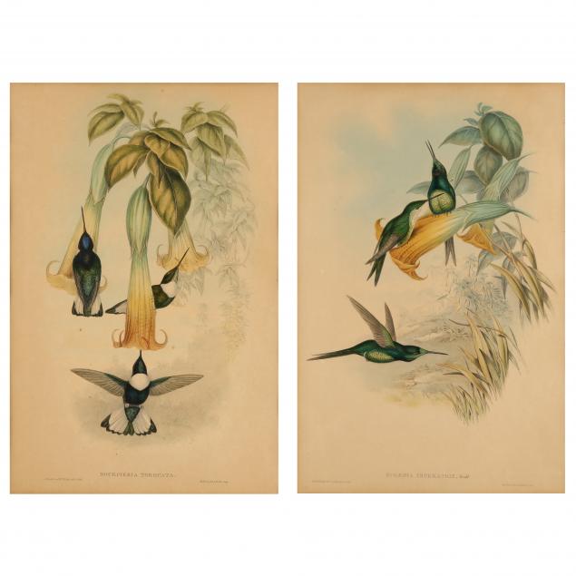 two-gould-and-richter-hummingbird-lithographs