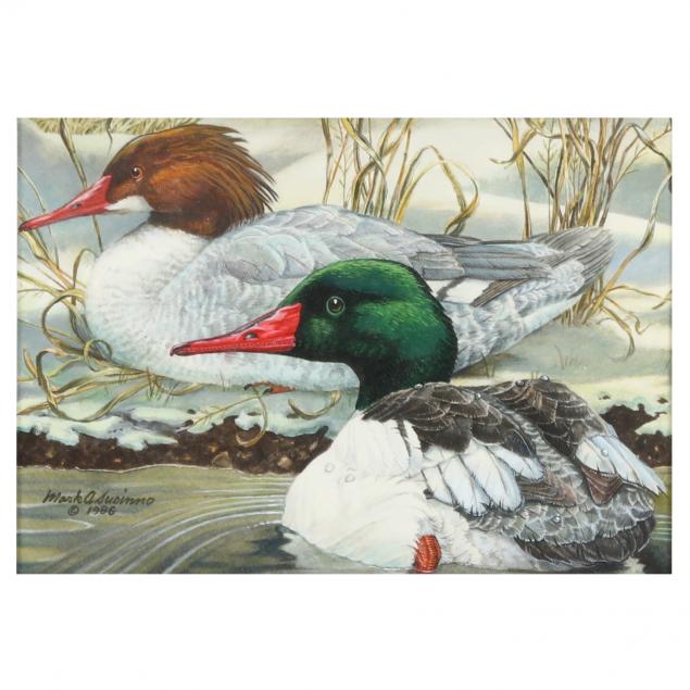 mark-susinno-american-i-common-mergansers-i