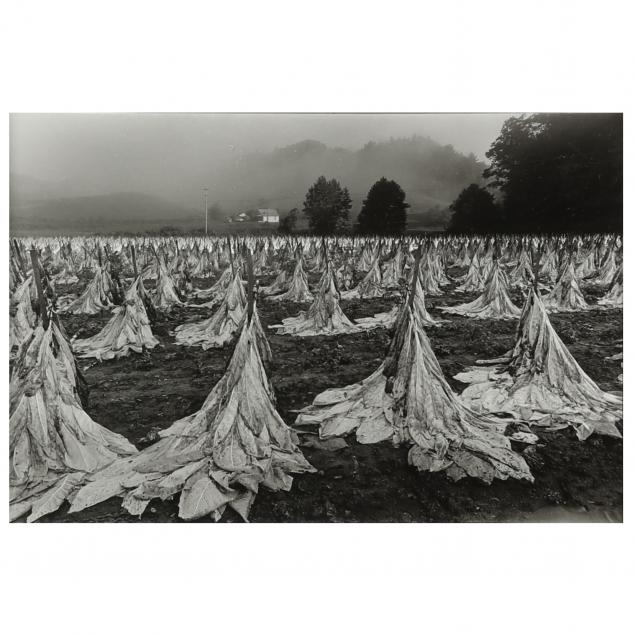 rob-amberg-nc-b-1947-i-harvesting-tobacco-a-field-of-cut-barley-tobacco-upper-brush-creek-1993-i